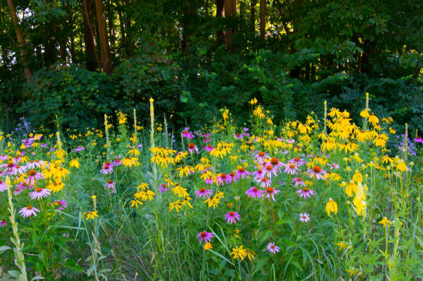 Wild Flowers-along a woods edge-Howard County Indiana