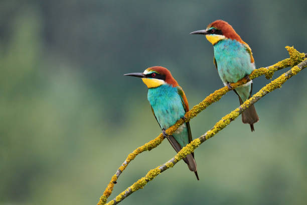 istock Two beautiful European bee-eaters (Merops apiaster) 1226802946