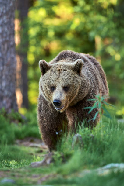 istock Brown bear walking in the taiga 1226803999