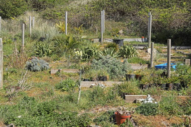 istock dry garden growing on coastal dunes 1226804010