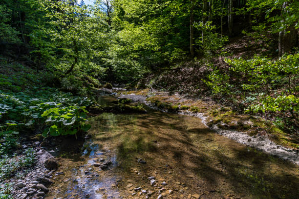 Nature reserve Aachtobel Through the beautiful nature reserve Aachtobel in the Gunzesried valley in the Allgau ofterschwang stock pictures, royalty-free photos & images