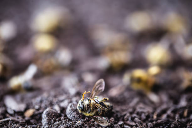 독이나 살충제를 사용하여 죽은 꿀벌은 땅에 누워 있습니다. ��멸종 위기에 처한 곤충. - colony collapse disorder 뉴스 사진 이미지
