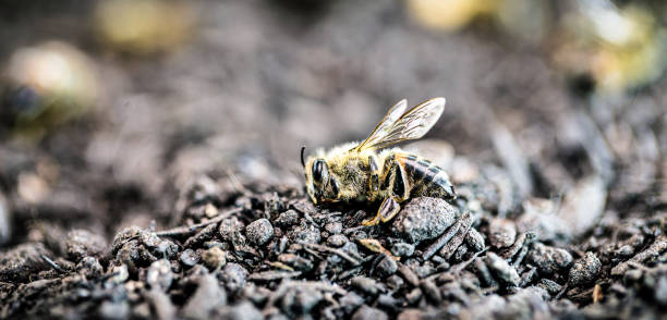 martwej pszczoły, na suchej, piaszczystej ziemi. upadek zapylania środowiska z powodu problemów ekologicznych. - colony collapse disorder zdjęcia i obrazy z banku zdjęć