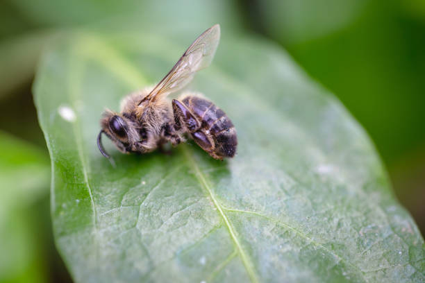 istock Bee on extermination. Dead dead bee, conceptual image on pesticides and environmental risk. 1226804446