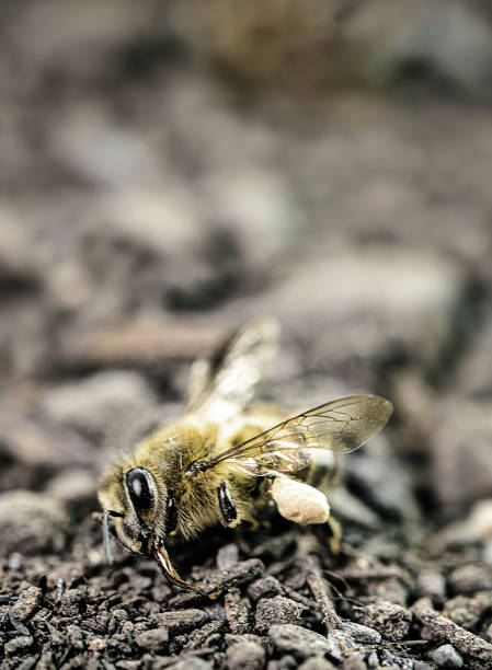 독이나 살충제를 사용하여 죽은 꿀벌은 땅에 누워 있습니다. 멸종 위기에 처한 곤충. - colony collapse disorder 뉴스 사진 이미지