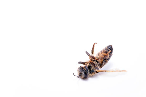 istock Bee on extermination, dead on the ground. Dead fallen bee on white background, conceptual image on pesticides and environmental risk. 1226804468