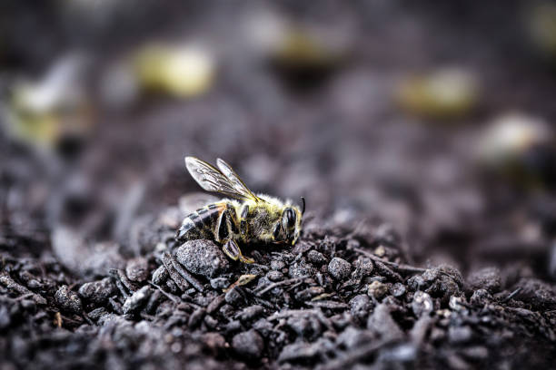 martwej pszczoły, na suchej, piaszczystej ziemi. upadek zapylania środowiska z powodu problemów ekologicznych. - colony collapse disorder zdjęcia i obrazy z banku zdjęć