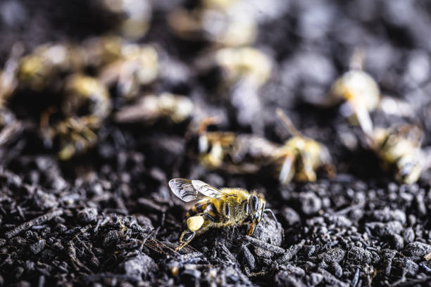 pszczoły leżące na ziemi, zabite przez użycie trucizny lub pestycydów. owady zagrożone wyginięciem. - colony collapse disorder zdjęcia i obrazy z banku zdjęć