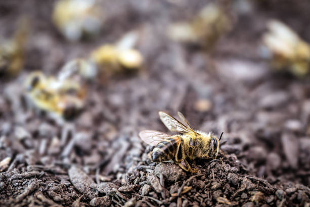 마른 모래 땅에 죽은 꿀벌. 생태 학적 문제로 인한 환경의 수분의 붕괴. - colony collapse disorder 뉴스 사진 이미지