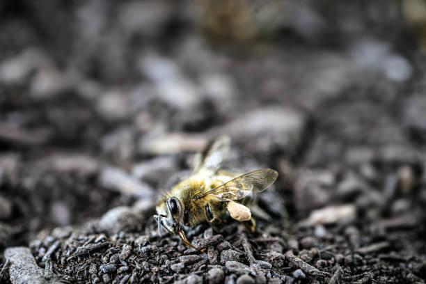 독이나 살충제를 사용하여 죽은 꿀벌은 땅에 누워 있습니다. 멸종 위기에 처한 곤충. - colony collapse disorder 뉴스 사진 이미지