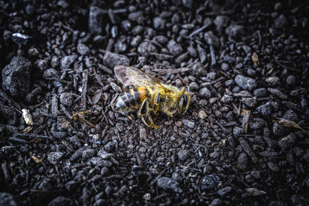 martwej pszczoły, na suchej, piaszczystej ziemi. upadek zapylania środowiska z powodu problemów ekologicznych. - colony collapse disorder zdjęcia i obrazy z banku zdjęć