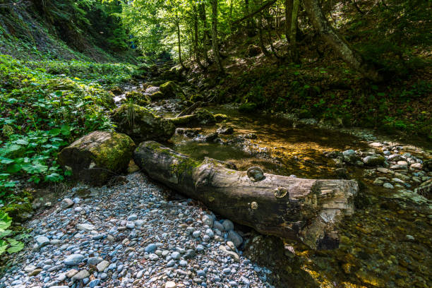 Nature reserve Aachtobel Through the beautiful nature reserve Aachtobel in the Gunzesried valley in the Allgau ofterschwang stock pictures, royalty-free photos & images