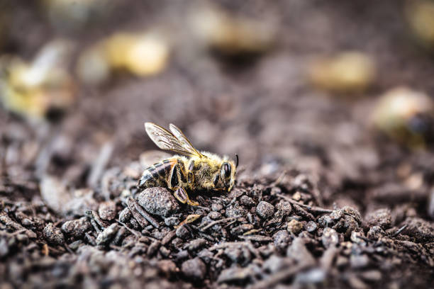 마른 모래 땅에 죽은 꿀벌. 생태 학적 문제로 인한 환경의 수분의 붕괴. - colony collapse disorder 뉴스 사진 이미지