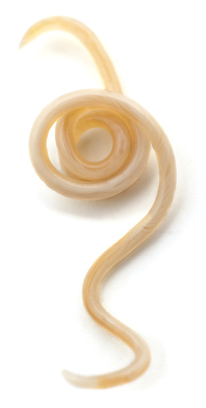 White roundworm parasite isolated on a white background.