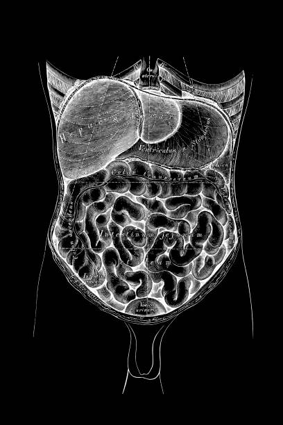 istock Topography of the abdominal viscera 1226805637