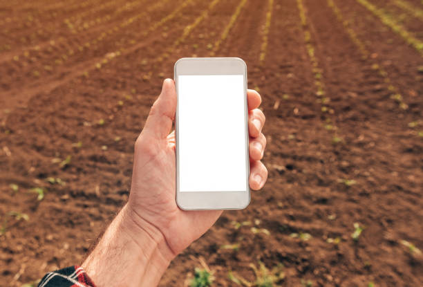 istock Agronomist with smartphone mock up screen in corn field 1226805639