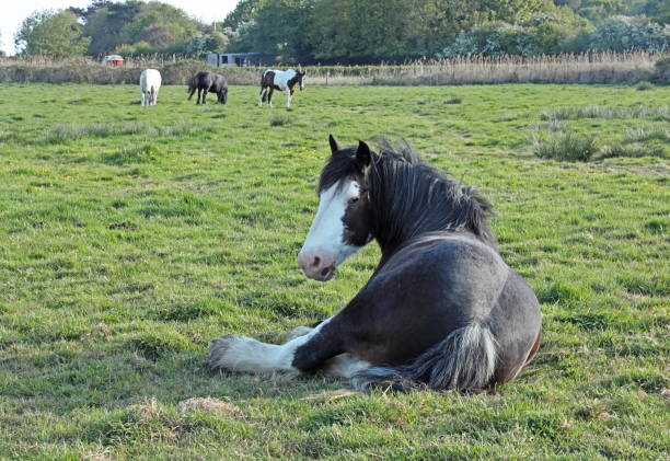 istock horses in field 1226805660