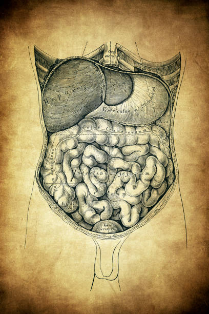 istock Topography of the abdominal viscera 1226805803
