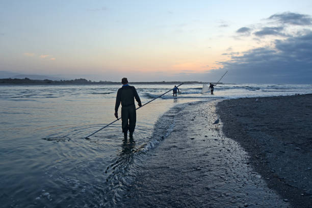 whitebaiting on the West Coast Hokitika, New Zealand, October 26, 2019:A man uses a scoop net at sunset for catching whitebait at the Hokitika River on the West Coast of the South Island whitebait new zealand photos stock pictures, royalty-free photos & images