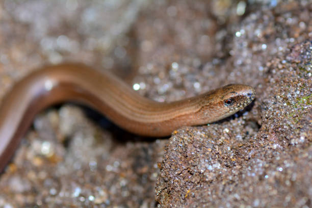 istock The head one a blindworm  on earth 1226807000