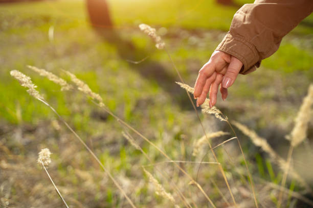 istock Lady hand touching beautiful dry grass in field 1226808105