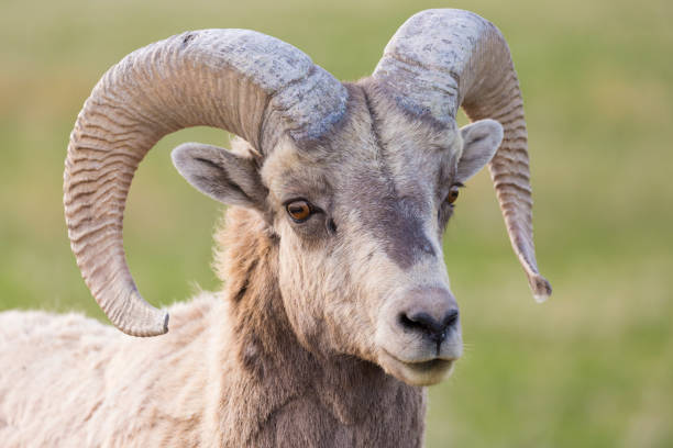istock Bighorn Sheep in Badlands National Park 1226808603