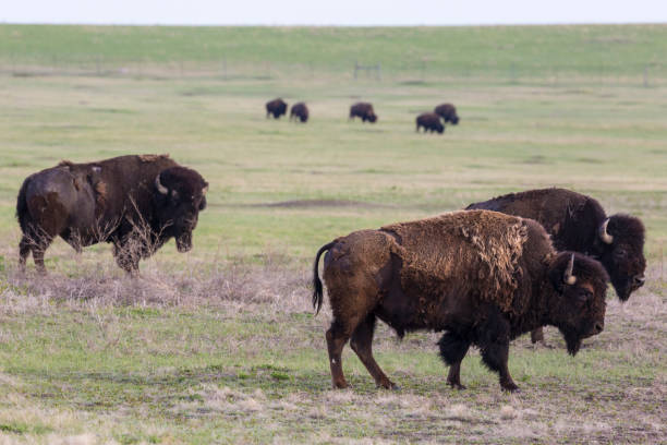 istock Bison Grazing in Badlands National Park 1226809162