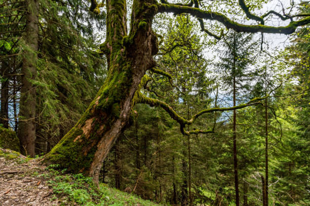 The beautiful Gunzesried valley in the Allgau, near Blaichach, Sonthofen