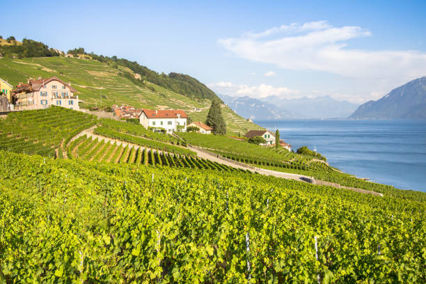 istock Vineyards in Lavaux region, Switzerland 1226810838