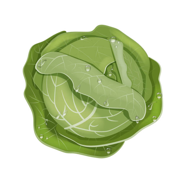 A head of fresh white cabbage in drops of rain or dew. The view from the top. Vector illustration isolated on a white background. In a realistic cartoon style. A head of fresh white cabbage in drops of rain or dew. The view from the top. Vector illustration isolated on a white background. In a realistic cartoon style. white cabbage stock illustrations