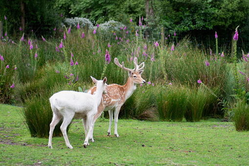 Deer family in garden