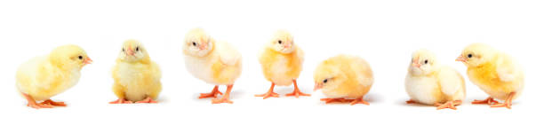 Little yellow chicks isolated on white background stock photo
