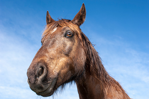 Close-up of a brown colored horse (Equus ferus caballus) isolated against a blue sky.

Taken in Northern California, USA