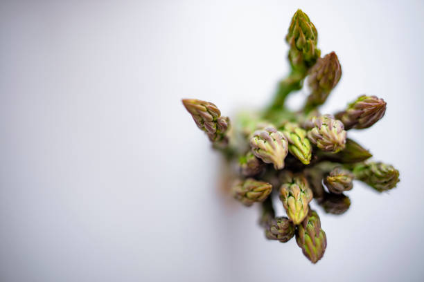 Asparagus bunch standing upright against a white background. Fresh green asparagus on white. Close up of a group of asparagus spears isolated on a white background