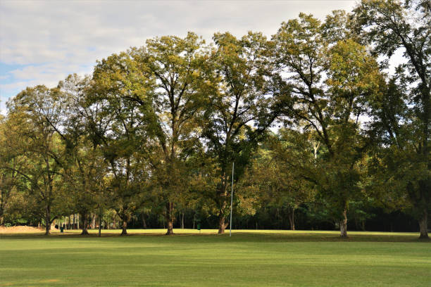 istock Beautiful city park trees 1226813149