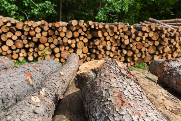 istock Stacked Wood Logs With Pine Trees 1226813535