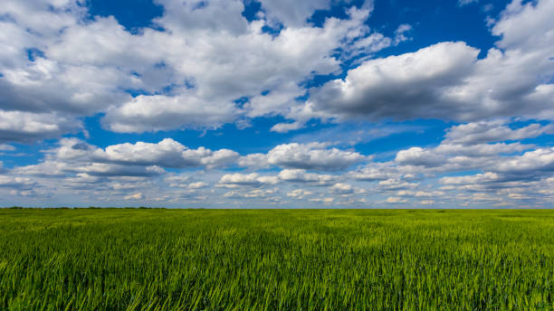 istock green rural field under a blue sky with cumulus clouds 1226814503