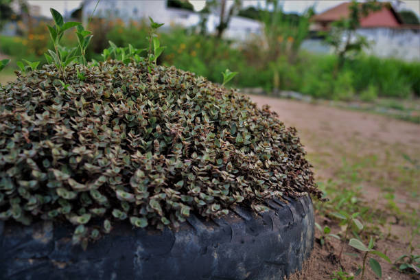 Pilea nummulariifolia growing inside tire in garden Pilea nummulariifolia growing inside tire in field garden pilea nummulariifolia stock pictures, royalty-free photos & images