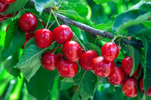 Close-up of ripening bing cherries (Prunus avium) on fruit tree, still a few days away from being ripe and then ready for harvest.

Taken in Gilroy, California, USA