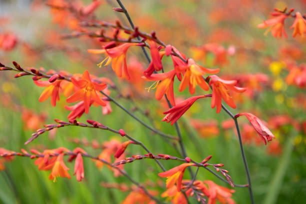 Blooming Crocosmia Blooming Crocosmia crocosmia stock pictures, royalty-free photos & images