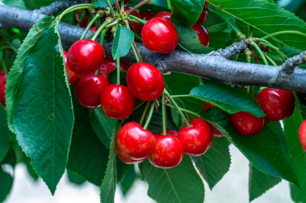 istock Close-up of Ripening Bing Cherries On Tree 1226816796