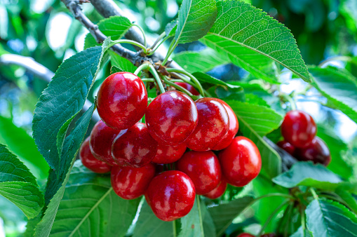 Close-up of ripening bing cherries (Prunus avium) on fruit tree, still a few days away from being ripe and then ready for harvest.\n\nTaken in Gilroy, California, USA