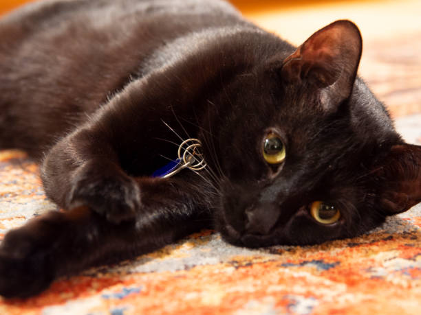 Black cat laying on rug stock photo