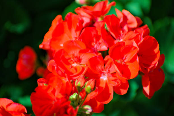 istock Blooming Red Maverick Scarlet Flowers 1226818287