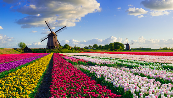 Colorful tulip field in front of Dutch windmills under a nicely clouded sky