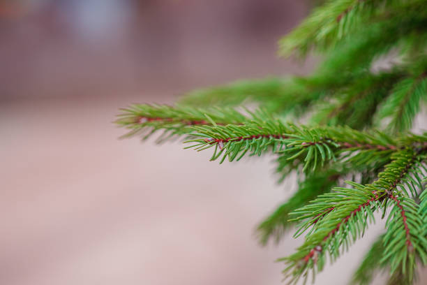 abeto azul de colorado de cerca enmarcando el espacio de copia abierta con nuevo crecimiento de resorte y conos de pino. concepto navideño. - spruce tree colorado blue blue spruce fotografías e imágenes de stock