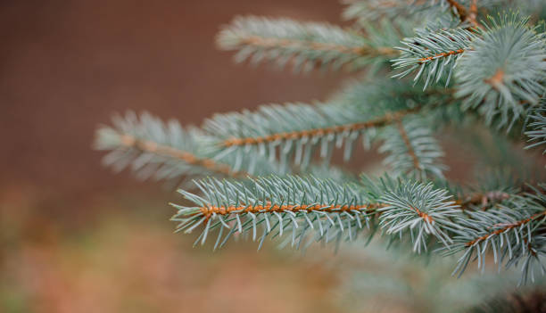 abeto azul de colorado de cerca enmarcando el espacio de copia abierta con nuevo crecimiento de resorte y conos de pino. concepto navideño. - spruce tree colorado blue blue spruce fotografías e imágenes de stock