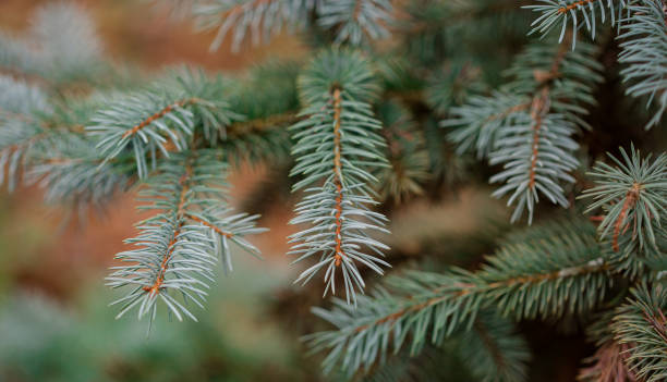 abeto azul de colorado de cerca enmarcando el espacio de copia abierta con nuevo crecimiento de resorte y conos de pino. concepto navideño. - spruce tree colorado blue blue spruce fotografías e imágenes de stock