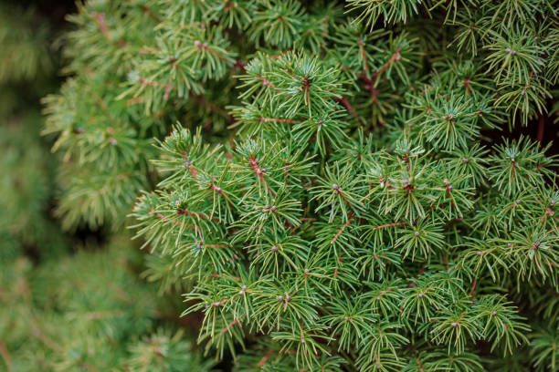 istock Picea abies Tompa close up framing open copy space with new spring growth and pine cones. Christmas concept. 1226818406