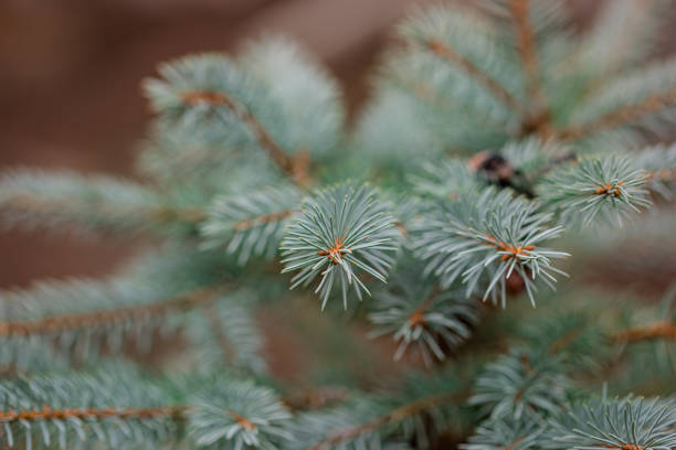 колорадо синяя ель крупным планом обрам�ление открытого пространства копии с новым ростом весны и сосновых шишек. рождественская концепция - spruce tree colorado blue blue spruce стоковые фото и изображения